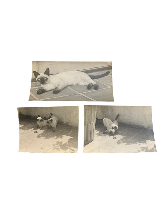 Set of 3 Vintage Cat Prints Matte Stock Siamese Cats Play Ephemera
